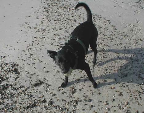 Blanding af racer Bella - Bella med bold på stranden billede 2