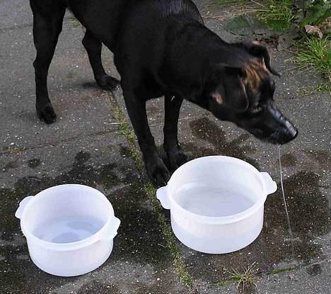 Blanding af racer Bella - Bella dykker efter pølsestykker i sommervarmen billede 4