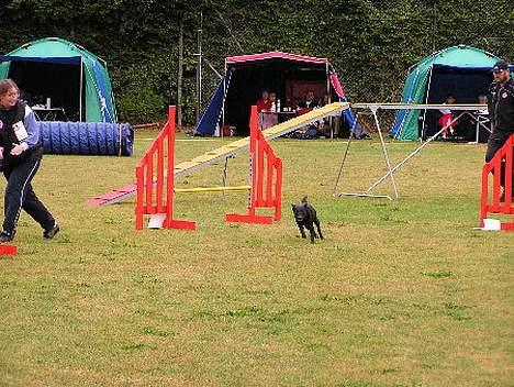 Blanding af racer Bella - Agility..  billede 5