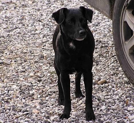 Blanding af racer Bella billede 6