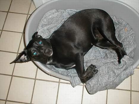 Blanding af racer Bella billede 7