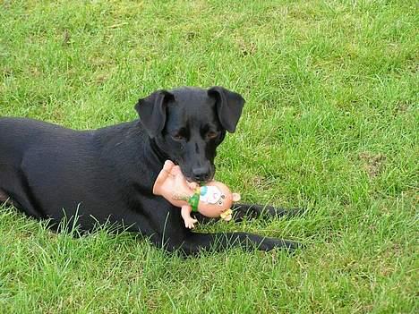 Blanding af racer Bella billede 8