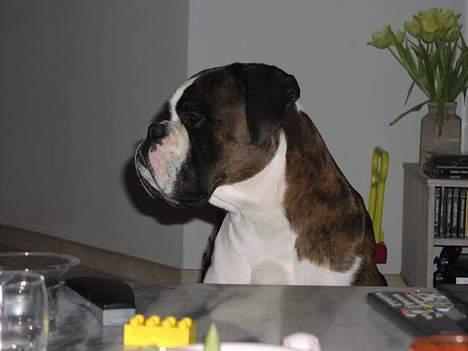Boxer victor (viggo) - det er så hyggeligt når vi drikker aftenkaffe billede 1