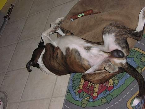 Boxer victor (viggo) - så slapper vi lidt oven på en hård dag..... billede 2