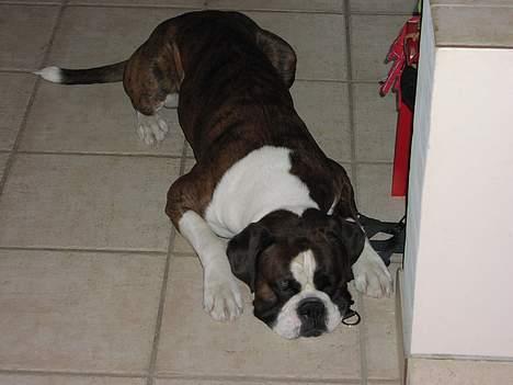 Boxer victor (viggo) - det er hårdt at være boxer :-D billede 3