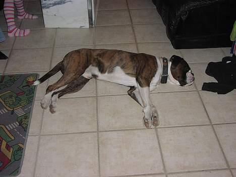 Boxer victor (viggo) billede 4