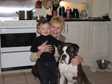 Boxer victor (viggo) - her med bror og farmor. han har vist spist syltetøj billede 5