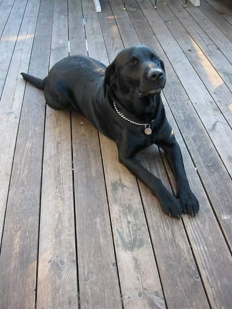 Labrador retriever Formel 1 Rolf - Han er bare sød når han ligger der :D  billede 2