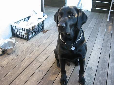 Labrador retriever Formel 1 Rolf - Verdens sødeste Hund :D  billede 3