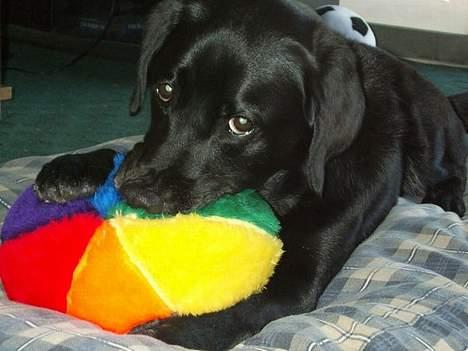 Labrador retriever Sophie - Hvadd ?? - Store øjne ? billede 1