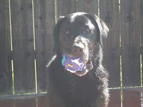 Labrador retriever Sophie - Hmmm... billede 10