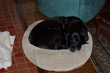 Labrador retriever Sophie - Snork.... billede 9