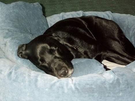 Labrador retriever Sophie - Afslappede Sophie billede 8