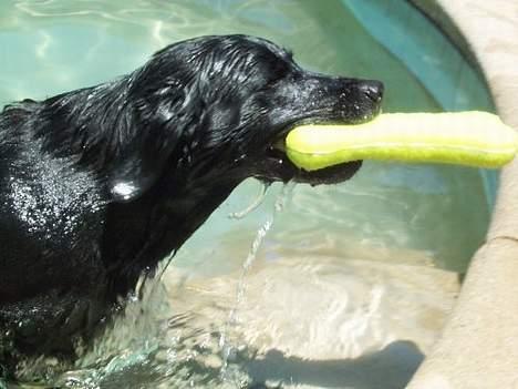 Labrador retriever Sophie - NEJ ! MIN MIN MIN MIN MIN MIIIN ! Gr.... - Sophie slås åbenbart med sig selv.. Jeg syntes huu er en højst mystisk hund.. billede 7