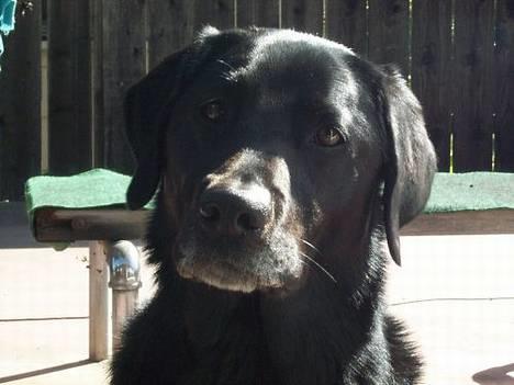 Labrador retriever Sophie - Orhh.. Bebe.. Må jeg ikke nok få den agurk ? Mmå jeg ikke nok ? - Sophie vil meget gerne have agurker hun har ca. fået 17 og hun har ikke fundet ud af hun ikke kan lide dem endnu... billede 6