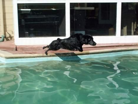 Labrador retriever Sophie - Og Sophie springer, hun springer ! Og hvilket fremragende spring ! billede 5