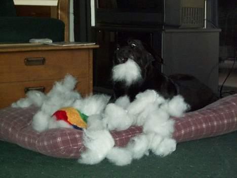 Labrador retriever Sophie - Jaja...! Jeg skal nok rydde op efter mi... Hov nej ! Det vil jeg ikke ! - Sophie havde den i ca. ½ år.. billede 4