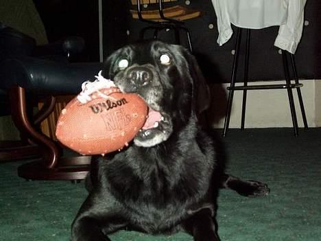 Labrador retriever Sophie - Hmm... Det her ER altså min bold mor ! - Okay ? Så det var ikke den vi skulle spille Amerikansk fodbold med ? - Øhm.. Øh bøh... Nej..! Jeg har selv købt den her ! billede 3