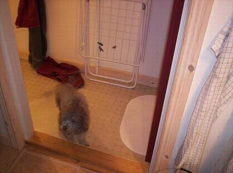 Dværgpuddel Paco billede 2