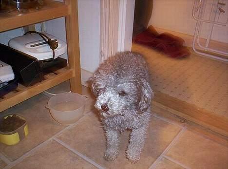 Dværgpuddel Paco billede 3