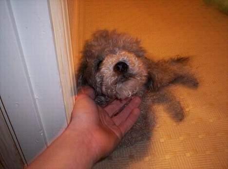 Dværgpuddel Paco billede 5