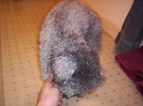 Dværgpuddel Paco billede 6