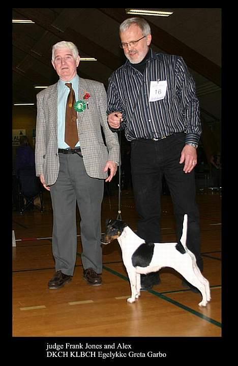 Glathåret foxterrier GRETA GARBO - Her ser i Garbo sammen med Alex / min Mand ) billede 2