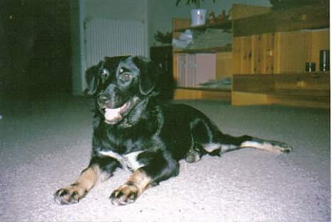 Blanding af racer Sif *R.I.P.* billede 4