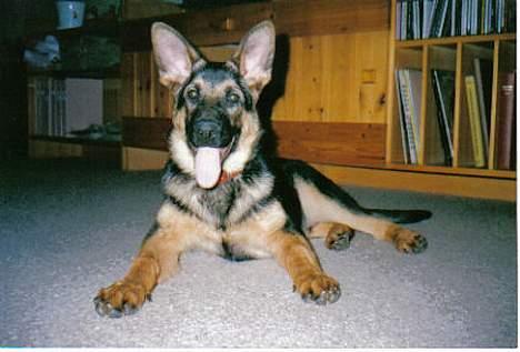 Schæferhund Buster *R.I.P.* billede 4