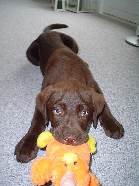 Labrador retriever Baloo  (hos anden ejer) billede 9