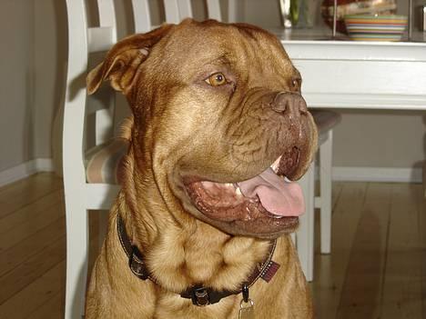Dogue de bordeaux Basco - Jeg er klar :o) billede 1