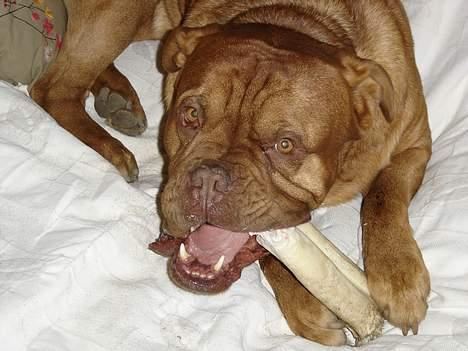 Dogue de bordeaux Basco - Dejligt ben. :o) billede 2