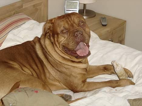 Dogue de bordeaux Basco - Hejsa. billede 3