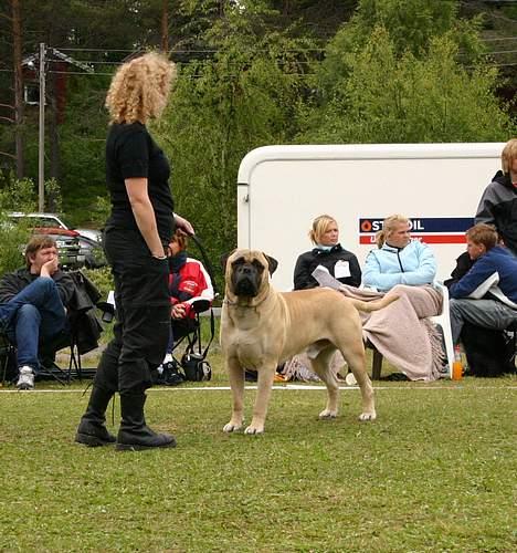 Bullmastiff Håkon, Downland`s Hot An` - Håkon er norsk champion billede 3