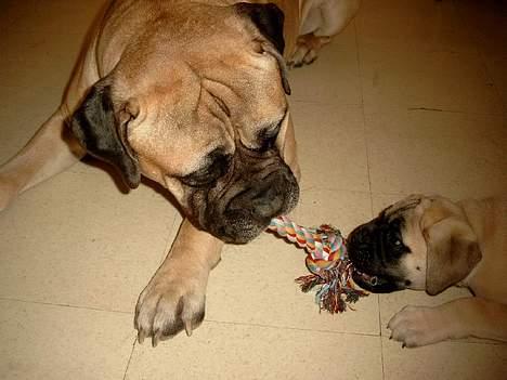 Bullmastiff Håkon, Downland`s Hot An` - og så flytter der en hvalp ind fra det tredie kuld. Håkon er en super far/alfa han billede 5