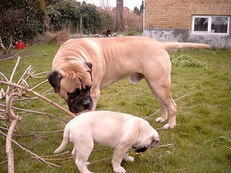 Bullmastiff Håkon, Downland`s Hot An` - Håkon lærer Hera at en bullmastiff ikke "henter pind" billede 6