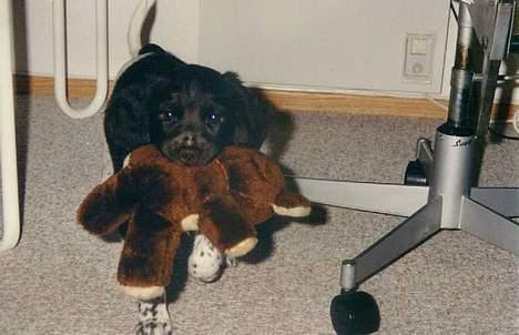 Kleiner münsterländer tinto(død) - tinto som valp billede 1