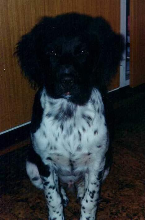 Kleiner münsterländer tinto(død) - er jeg ikke sød? billede 2