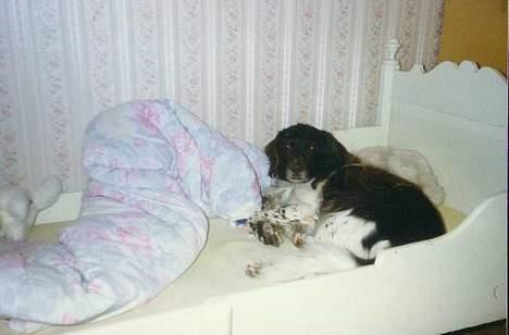 Kleiner münsterländer tinto(død) billede 3