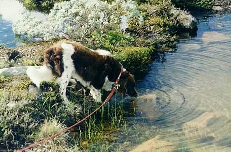 Kleiner münsterländer tinto(død) - mmm godt med vand billede 4