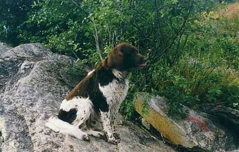 Kleiner münsterländer tinto(død) - kongen på haugen.. billede 5