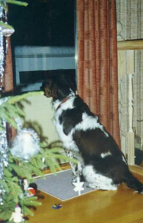 Kleiner münsterländer tinto(død) - hvornår kommer julemanden med gaver til meg? billede 6