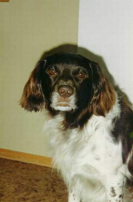 Kleiner münsterländer tinto(død) billede 7