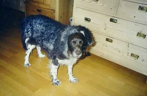 Kleiner münsterländer tinto(død) - ser jeg ud som et får nu...bæbæbæ billede 8