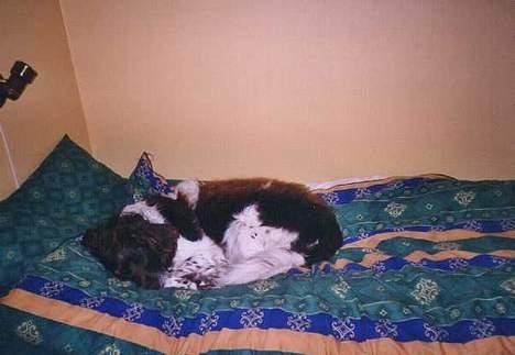 Kleiner münsterländer tinto(død) - godnat.. billede 9