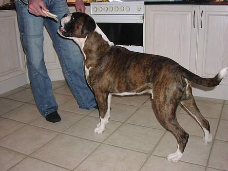 Boxer victor (viggo) billede 8