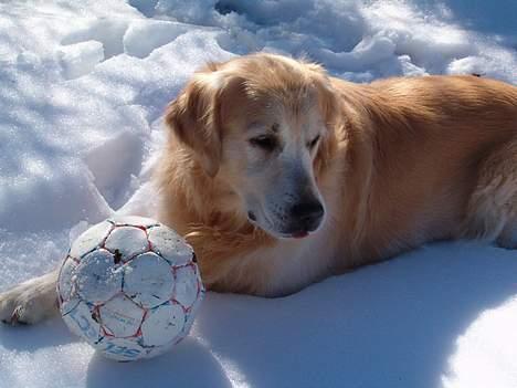 Golden retriever Joker (aflivet) :( billede 1