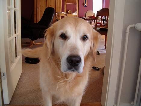 Golden retriever Joker (aflivet) :( - Her venter han på at skal til at ud.... billede 2