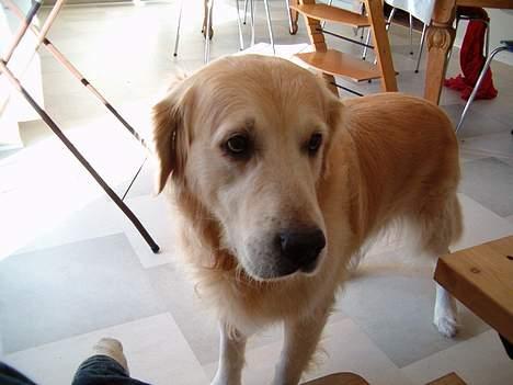 Golden retriever Joker (aflivet) :( - Skal vi ikke snart ud??? Please!!!! billede 3