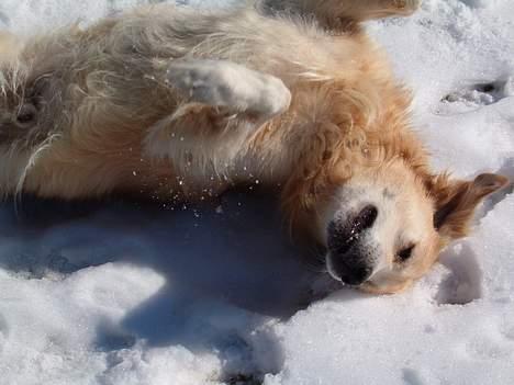 Golden retriever Joker (aflivet) :( - ahhhhh.... endelig.... billede 4